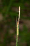 Upright sedge